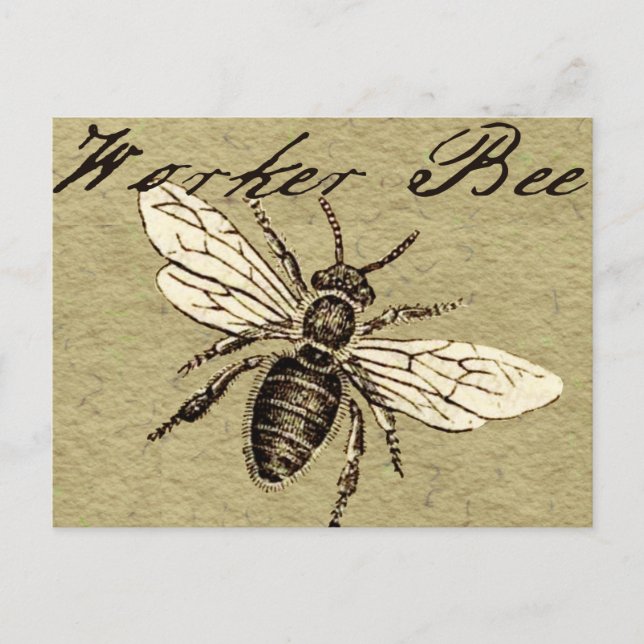 Cartão Postal Vintage Worker Bee Insett Illustration Antique (Frente)