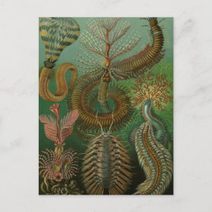 Cartão Postal Vintage Worms Annelids Chaetopoda por Ernst Haecke