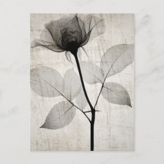 Cartão Postal Vintage X-Ray Flower c/ Folhas