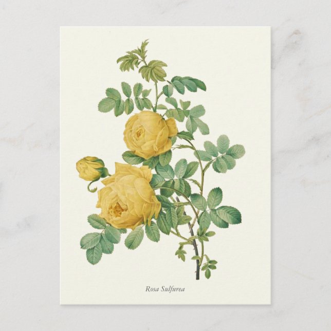 Cartão Postal Vintage Yellow Rose Botanical Impressão (Frente)
