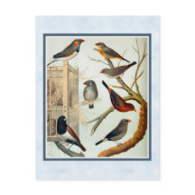 Vintage Zebra Finches
