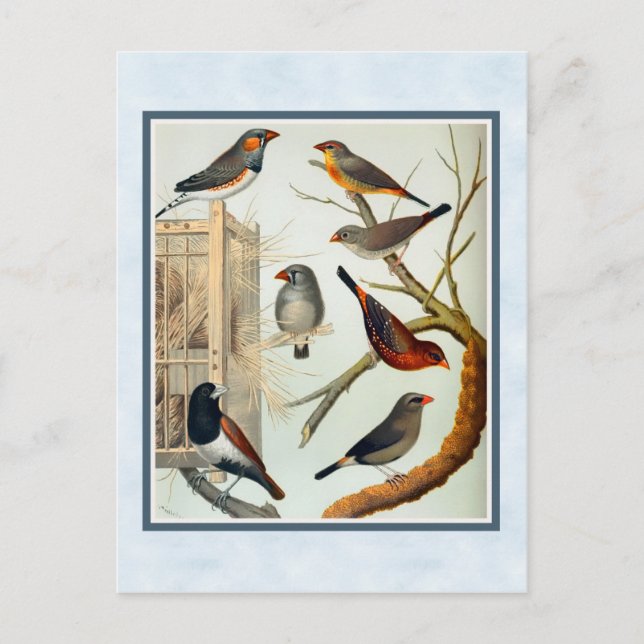 Cartão Postal Vintage Zebra Finches (Frente)
