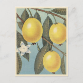 Cartão Postal Vintagem da fruta de goiaba