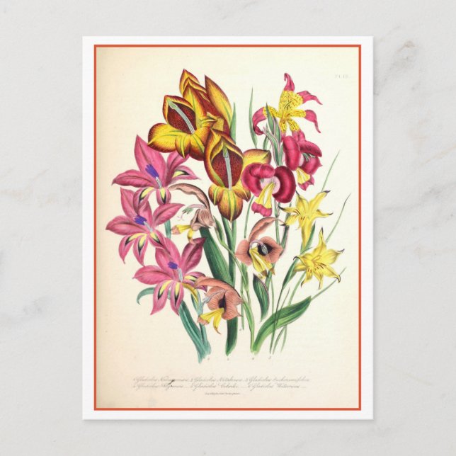 Cartão Postal Vintagem da Ilustração Botânica Gladiolus (Frente)
