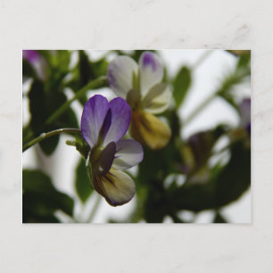 Cartão Postal Viola de Lorraine