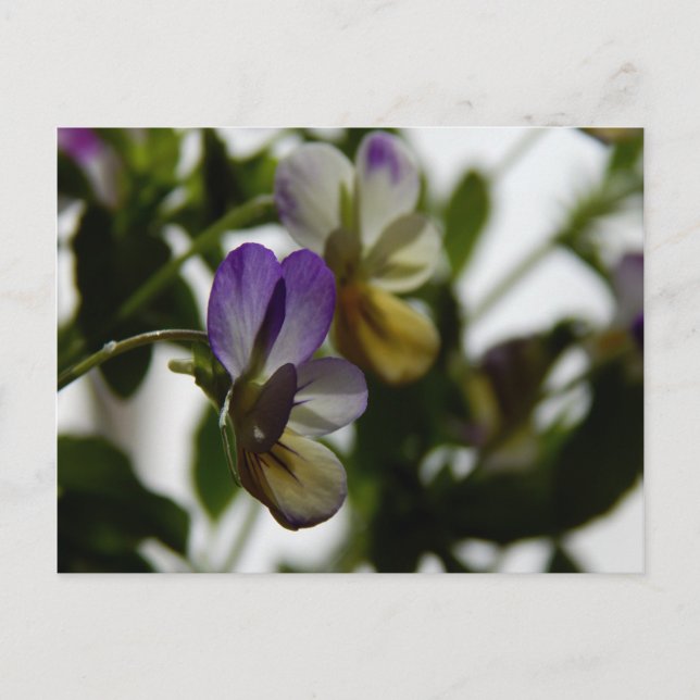 Cartão Postal Viola de Lorraine (Frente)