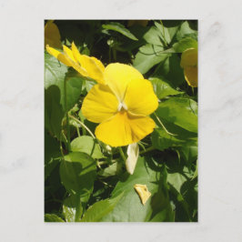 Cartão Postal Viola 'Swiss Giant Yellow'