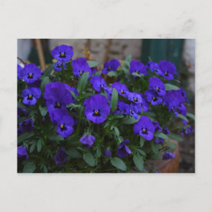 Cartão Postal Viola wittrockiana