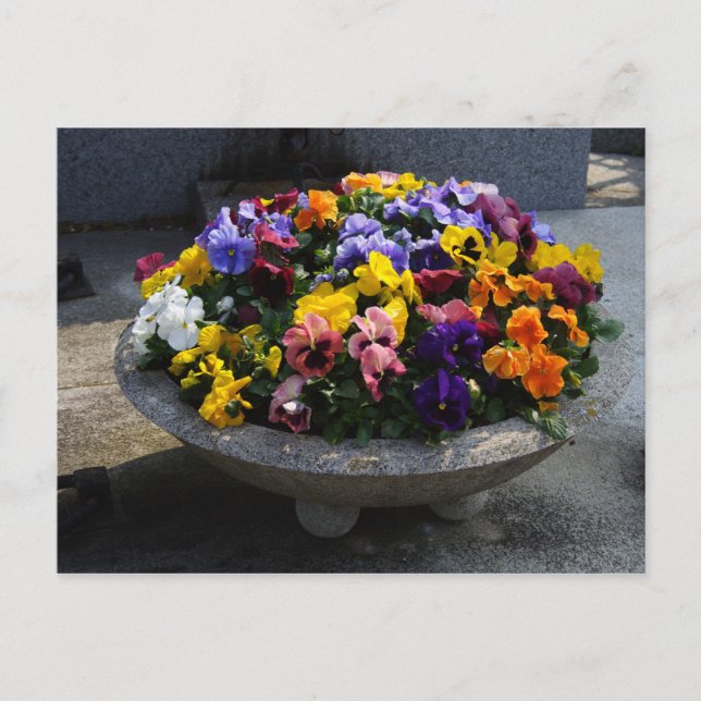 Cartão Postal Viola wittrockiana (Frente)