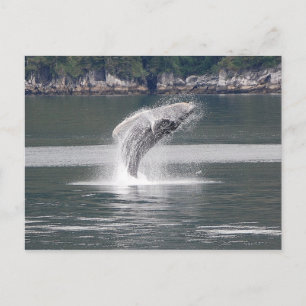 Cartão Postal Violação de Humpback