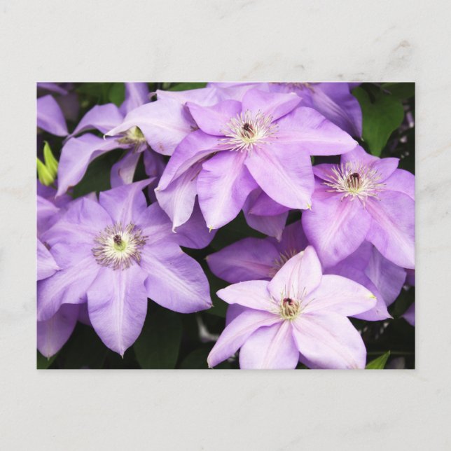 Cartão Postal Violet Clematis (Frente)