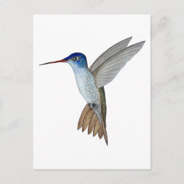 Cartão Postal Violet-crowned hummingbird