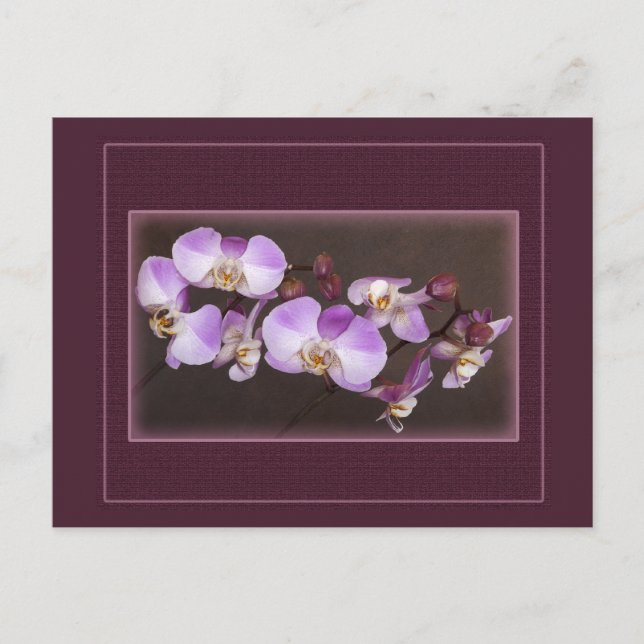 Cartão Postal Violet e Orquídea Branca Fecham Fotografia (Frente)