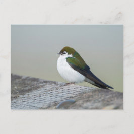 Cartão Postal Violet Green Swallow