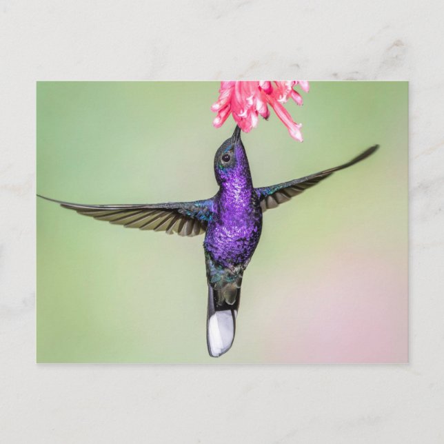 Cartão Postal Violet Hummingbird em Voo (Frente)