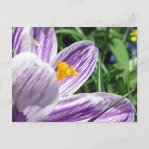 Cartão Postal Violet primavera crocus