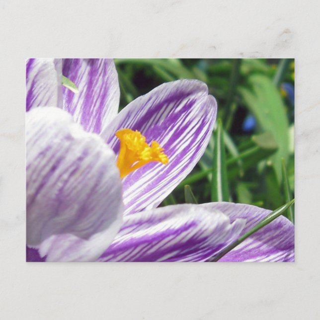 Cartão Postal Violet Primavera Crocus (Frente)