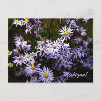 Cartão Postal Violet Wild Aster