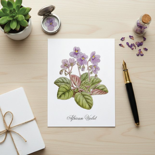 Cartão Postal Violeta Africana Curtis Botânico (Criador carregado)