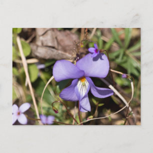 Cartão Postal Violeta Pata de Pássaro c/ Azulejos
