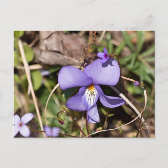 Cartão Postal Violeta Pata de Pássaro c/ Azulejos (Frente)