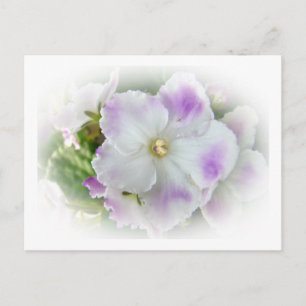 Cartão Postal Violetas africanas roxas e Ricos brancos