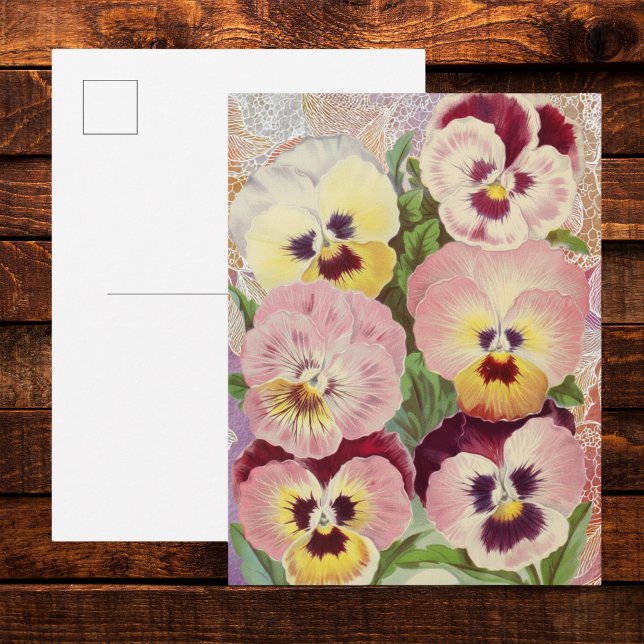 Cartão Postal Violetas e rendas efêmeras rosa e roxo (Criador carregado)