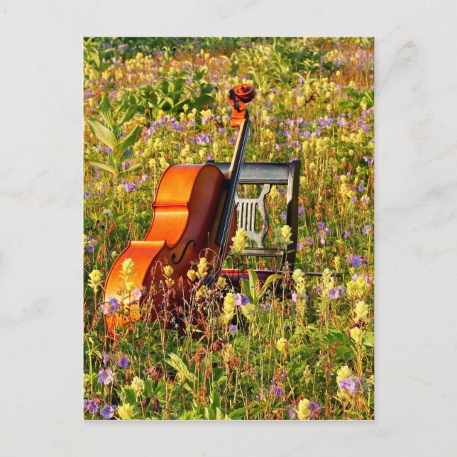 Cartão Postal Violoncelo com cadeira em um campo dos wildflowers (Frente)