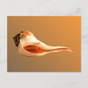 Cartão Postal Virar à Esquerda do Wheler