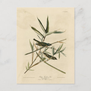Cartão Postal Vireo de cabeça azul das aves da América de Audubo