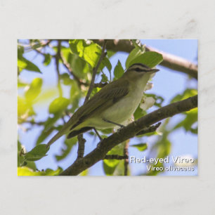 Cartão Postal Vireo de olhos vermelhos