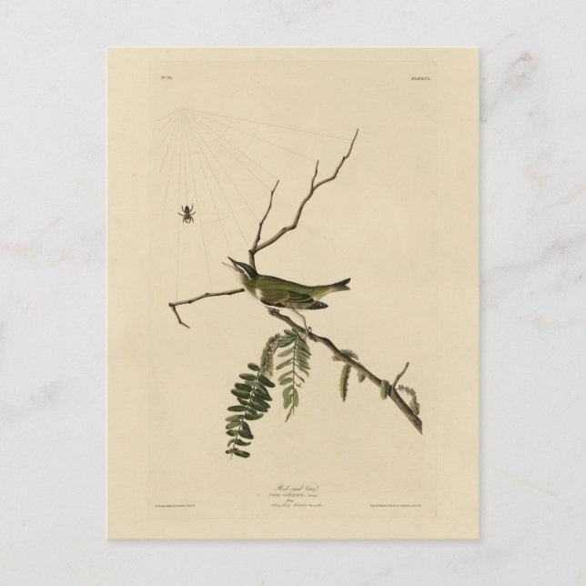 Cartão Postal Vireo de olhos vermelhos das aves da América de Au (Frente)