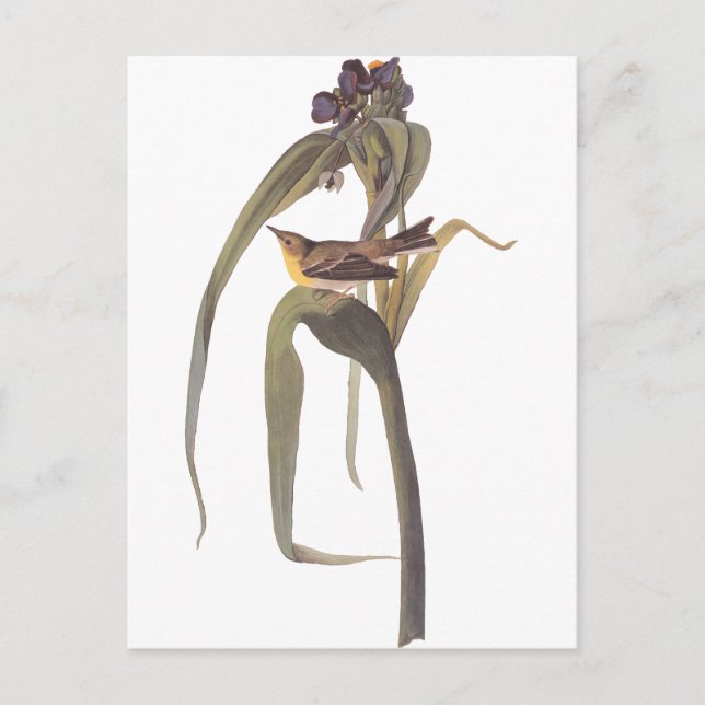 Cartão Postal Vireo de Vigor de Audubon (Frente)