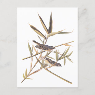Cartão Postal Vireo Solitário de Audubon Mosqueiros em Cana