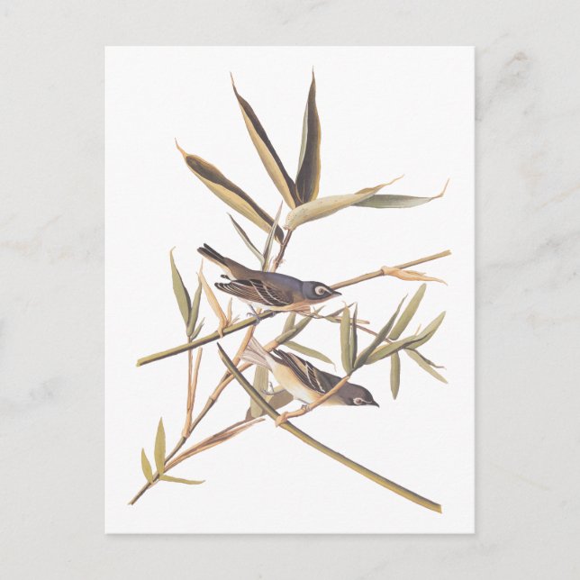Cartão Postal Vireo Solitário de Audubon Mosqueiros em Cana (Frente)