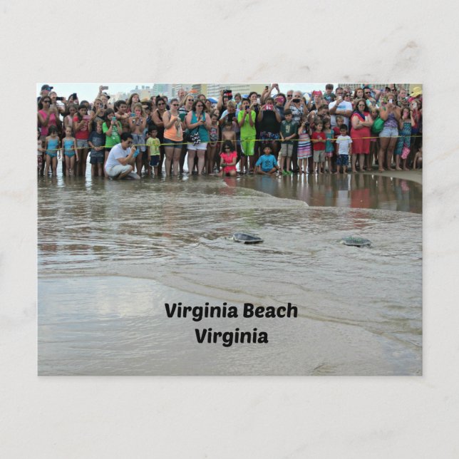 Cartão Postal Virginia Aquarium Sea Turtle Release (Frente)