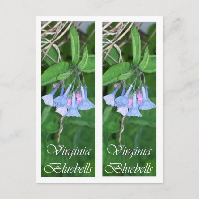 CARTÃO POSTAL VIRGINIA BLUEBELLS BOOKMARKS (Frente)