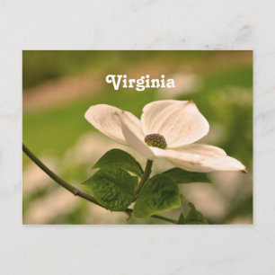 Cartão Postal Virginia Dogwood
