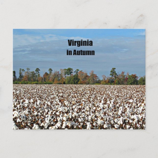 Cartão Postal Virgínia no outono (Frente)