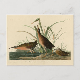 Cartão Postal Virginia Rail das Aves da América de Audubon
