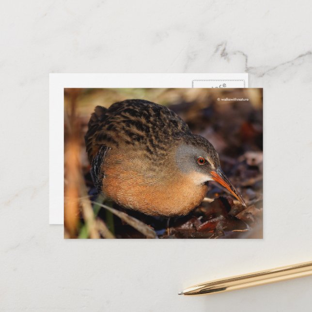Cartão Postal Virginia Rail Waterbird em Underbrush (Frente/Verso In Situ)