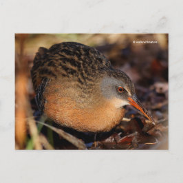 Cartão Postal Virginia Rail Waterbird em Underbrush