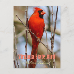 Cartão Postal Virginia State Bird - Cardinal Norte