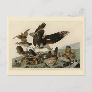 Cartão Postal Virginian Partridge, Pássaros da América de Audubo