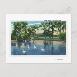 Cartão Postal Visão Cênnica dos Cisnes no Lago