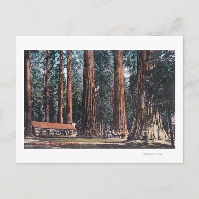 Cartão Postal Visão das Grandes Árvores em Mariposa Grove (Frente)