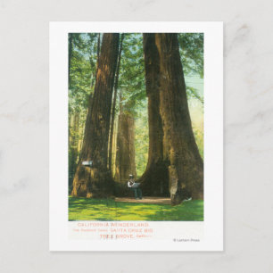 Cartão Postal Visão de Gêmeos Sequoias na Grande Árvore