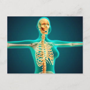 Cartão Postal Visão De Raios X Da Corpo Superior Feminino Mostr