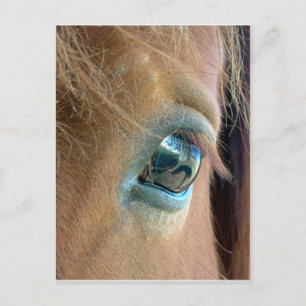 Cartão Postal Visão do Cavalo