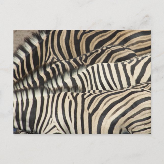 Cartão Postal Visão geral da Zebra de Burchell (Frente)